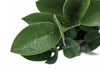 ZZ Tree 20" Artificial Plant|Plante ZZ artificielle 20 po