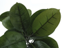 52” Artificial Indoor Rubber Tree in 5” Pot  | Hévéa artificiel de 52 po en pot de 5 po pour l’intérieur