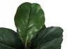 49” Artificial Indoor Fiddle Tree in 5” Pot  | Figuier lyre artificiel de 49 po en pot de 5 po pour l’intérieur