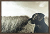 Farm Dog Framed Laminate Finish - 25.5" x 37.5"|Œuvre d’art encadrée au fini laminé « Farm Dog » - 25,5 po x 37,5 po