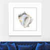 "Seafoam Shell" Matted and Framed White 36x36 Wall Art