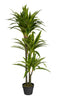Artificial 47" Dracaena In Black Pot 