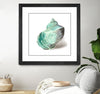 "Shell In Mint" Matted and Framed Black 30x30 Wall Art