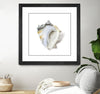 "Seafoam Shell" Matted and Framed Black 30x30 Wall Art