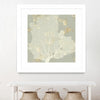 "Sea Coral I" Matted and Framed White 36x36 Wall Art