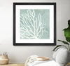 "Sea Crown I" Matted and Framed Black 36x36 Wall Art