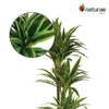 Artificial 47" Dracaena In Black Pot 