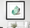 "Shell In Mint" Matted and Framed Black 30x30 Wall Art