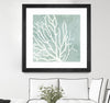 "Sea Crown I" Matted and Framed Black 36x36 Wall Art