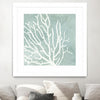 "Sea Crown I" Matted and Framed White 30x30 Wall Art