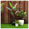 Artificial 45" Bird Of Paradise Indoor & Outdoor In Black Pot 