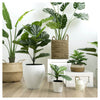 Artificial 70" Bird Of Paradise Indoor & Outdoor In Black Pot 