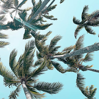 "Palm 03" Giant Art 54x54 Wall Art