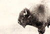 "Buffalo" Giant Art 84x54 Wall Art