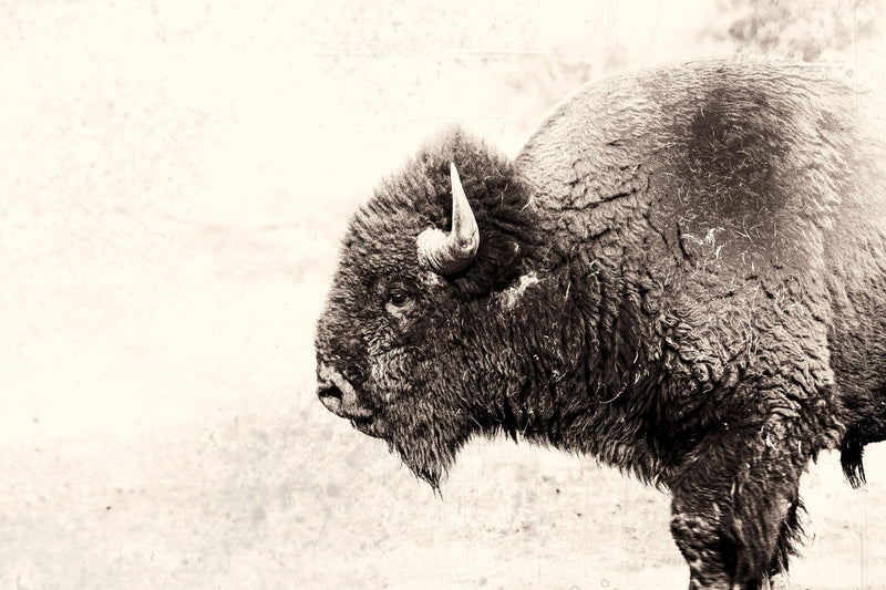 \"Buffalo\" Giant Art 84x54 Wall Art