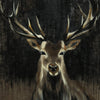 \"Young Buck\" Giant Art 72x72 Wall Art